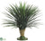 Whipple Yucca - Green - Pack of 2