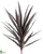 Yucca Plant - Purple - Pack of 3