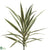 Yucca Plant - Variegated - Pack of 3