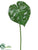 Anthurium Leaf Spray - Green Variegated - Pack of 12