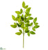 Silk Plants Direct White Ash Leaf Spray - Green Two Tone - Pack of 12