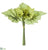 Begonia Leaf Budnle - Green - Pack of 6