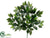 Ficus Spray - Green - Pack of 60
