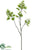 Cotinus Spray - Green - Pack of 12