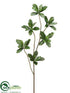 Silk Plants Direct White Cheesewood Leaf Branch - Green - Pack of 6