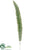 Boston Fern Spray - Green Brown - Pack of 24