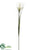Pampas Grass Spray - Green Two Tone - Pack of 12