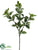 Mint Spray - Green Variegated - Pack of 12