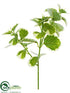 Silk Plants Direct Oregano Pick - Green Cream - Pack of 12