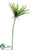 Papyrus Plant - Green - Pack of 12