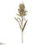 Sorghum Millet Spray - Ivory - Pack of 12