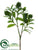 Skimmia Branch - Green - Pack of 12