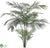 Areca Palm Tree - - Pack of 1