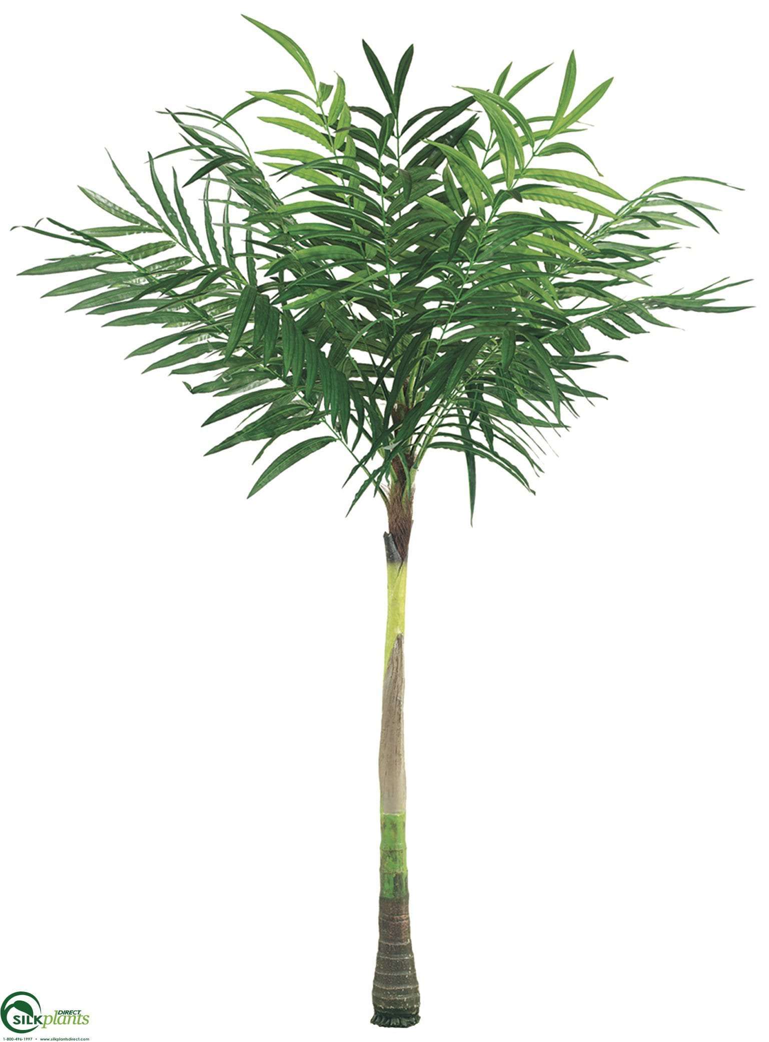Ornamental Palm Trees | Coconut Palm Tree in Green | Coconut Palm Tree