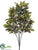 Croton Tree - Green Yellow - Pack of 6