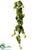 Potato Leaf Hanging Vine - Green Red - Pack of 12