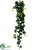 Philodendron Hanging Vine - Green - Pack of 12