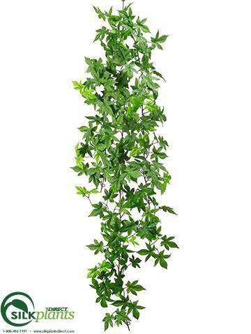 hanging potato plant Sweet Potato Leaf Hanging Vine - Green Light - Pack of 6 - (CTL/RG-240HVPS)
