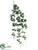 Saxifraga Leaf Vine - Green - Pack of 6