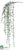 Senecio Vine - Green Dark - Pack of 24