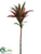 Cordyline Spray - Green Red - Pack of 12