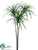 Dracaena Spray - Green - Pack of 6