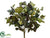 Ivy Bush - Green Burgundy - Pack of 12