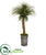 Silk Plants Direct Pony Tail Palm Artificial Plant - Pack of 1