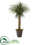 Silk Plants Direct Pony Tail Palm Artificial Plant - Pack of 1