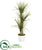 Silk Plants Direct Yucca Artificial Tree - Pack of 1