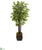 Silk Plants Direct Bamboo Artificial Tree - Pack of 1