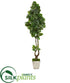 Silk Plants Direct Rubber Leaf Artificial Tree in Country White Planter - Pack of 1