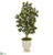 Silk Plants Direct Ficus Artificial Tree - Pack of 1