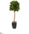 Silk Plants Direct Fiddle Leaf Artificial Tree in Black Planter - Pack of 1