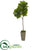 Silk Plants Direct Fiddle Leaf Artificial Tree in Green Planter - Pack of 1