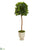 Silk Plants Direct Fiddle Leaf Artificial Tree in Decorative Urn - Pack of 1