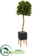 Silk Plants Direct Fiddle Leaf Artificial Tree in Black Planter with Stand - Pack of 1