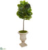 Silk Plants Direct Fiddle Leaf Artificial Tree in Sand Finished Urn - Pack of 1