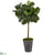 Silk Plants Direct Fiddle Leaf Artificial Tree in Decorative Tin Planter - Pack of 1