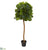 Silk Plants Direct Fiddle Leaf Artificial Tree - Pack of 1