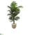 Silk Plants Direct Kentia Artificial Palm Tree - Pack of 1