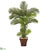 Silk Plants Direct Areca Palm Artificial Tree - Pack of 1