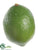 Lime - Green - Pack of 12