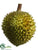 Durian - Green - Pack of 6