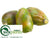 Indian Fig - Green - Pack of 12