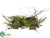 Pumpkin, Lotus Pod - Green Two Tone - Pack of 1
