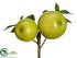 Silk Plants Direct Apple Pick - Green - Pack of 12