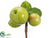 Apple Pick - Green - Pack of 12