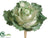 Ornamental Cabbage - Cream Green - Pack of 12