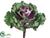 Ornamental Cabbage - Purple Green - Pack of 12